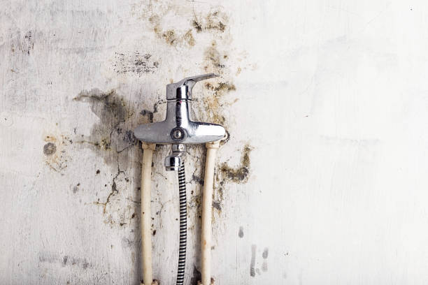 Best Professional Mold Removal  in Blue Mound, IL