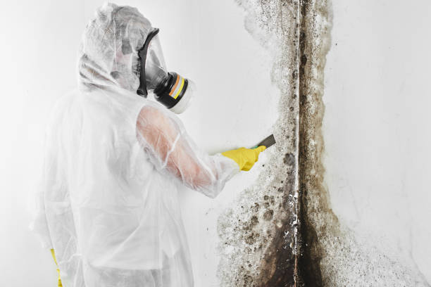 Mold Removal and Inspection in Blue Mound, IL