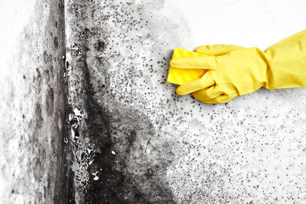 Best Mold Damage Repair  in Blue Mound, IL