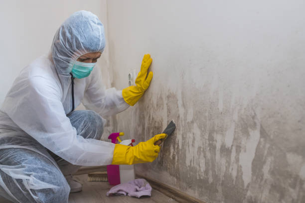Best Same-Day Mold Removal  in Blue Mound, IL