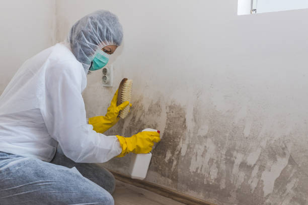 Trusted Blue Mound, IL Mold Removal Experts
