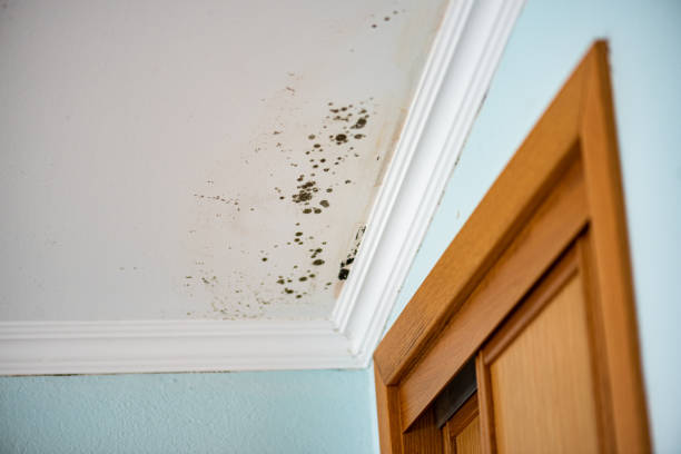 Best Residential Mold Removal  in Blue Mound, IL