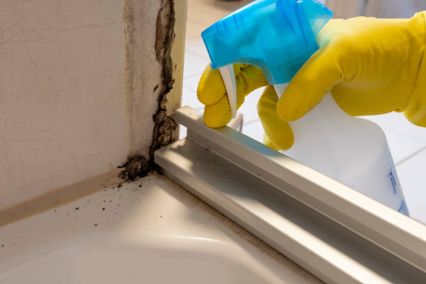Best Mold Removal and Inspection  in Blue Mound, IL