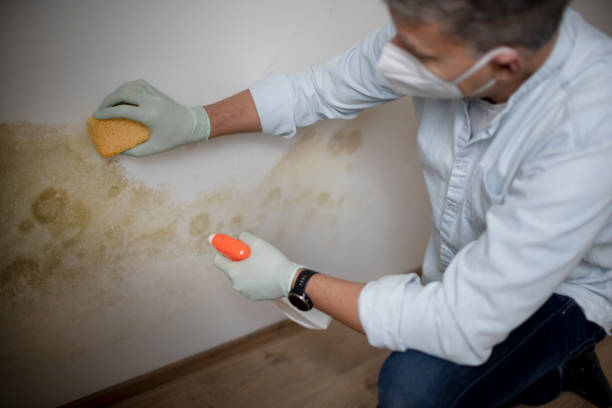 Best Water Damage Restoration  in Blue Mound, IL