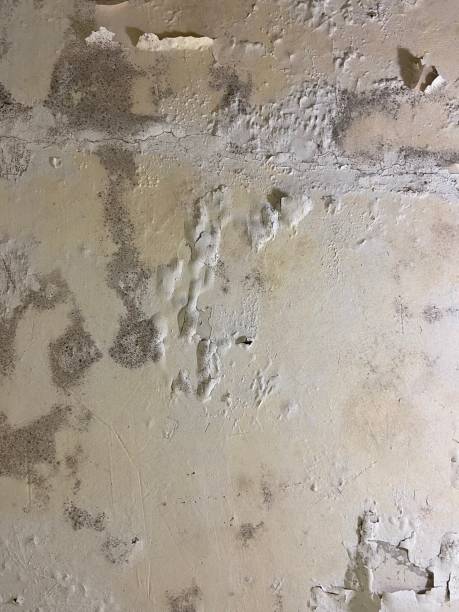 Best Mold Testing  in Blue Mound, IL