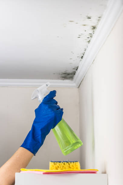 Best Mold Cleaning Services  in Blue Mound, IL
