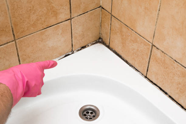 Best Best Mold Removal Companies  in Blue Mound, IL